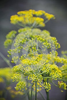 Detail of dill flowers (close-up). blurred background