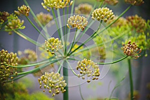 Detail of dill flowers (close-up). blurred background