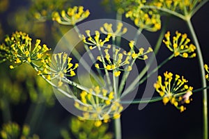 Detail of dill flowers (close-up). blurred background