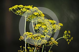 Detail of dill flowers (close-up). blurred background