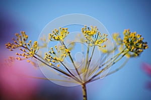 Detail of dill flowers (close-up). blurred background