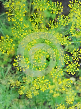 Detail of dill flowers (close-up). blurred background