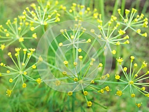 Detail of dill flowers (close-up). blurred background