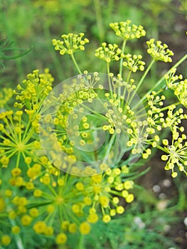 Detail of dill flowers (close-up). blurred background