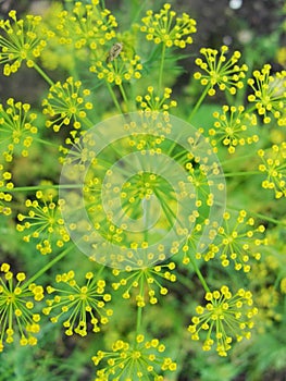 Detail of dill flowers (close-up). blurred background