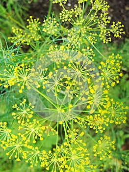 Detail of dill flowers (close-up). blurred background