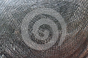 Detail of dinosaur thick animal skin texture for background