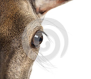 Detail on a doe eye on the lookout, Female red deer, isolated