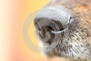 Detail of dog nose