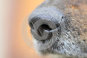 Detail of dog nose