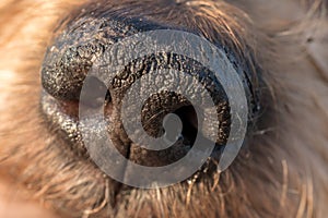 Detail of dog nose and snout, Cute doggie Macro