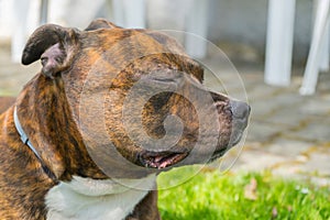 Detail of dogs head ( Staffordshire bull terrier) with closed eyes. Staffordshire bull terrier enjyoing sun shine.