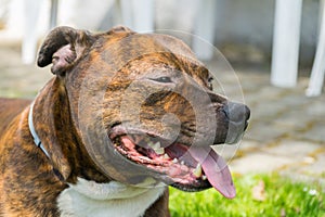 Detail of dogs head ( Staffordshire bull terrier) with visible f