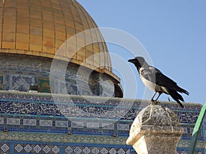 detail of the dome of the rock (temple mount) on the background of a sitting bird (in Israel, Jerusalem)