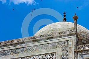 Detail of the dome of the taj mahal with many birds flying in circle