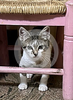 Detail of domestic cat hiding behind a chair