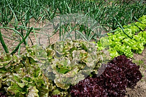 Detail of domestic vegetable garden with different variesties of lettuce and onion plants