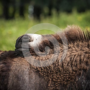 Detail of a donkey foal muzzle photo