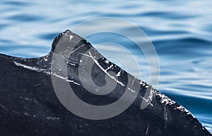 Detail of the dorsal fin of a humpback whale feeding among giant