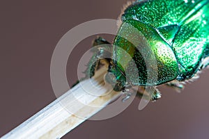 Detail of dotted armature of green smaragd beetle