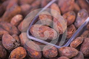 Detail of dried cacao beans on a scoop