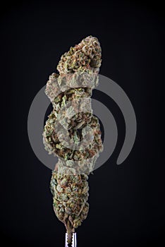 Detail of dried cannabis flower god bud strain isolated over b