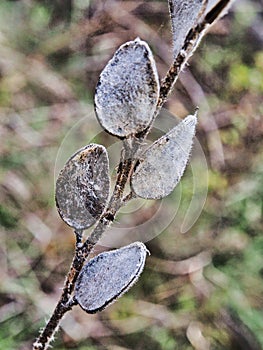 Detail of Dried Grass Seed Pods Growing in Field