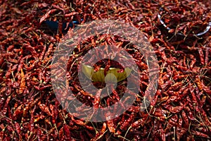 Detail of dried red chili peppers in a market stall at the town of San Juan Chamula