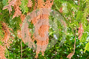 Detail of dried tree leaves in the park