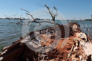 Detail of driftwood dead tree trunk stuck on river bank of large river dam, spring season with clear blue skies.