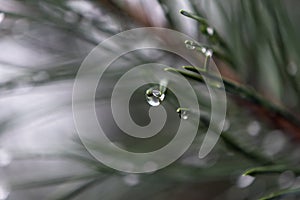 Detail of a drop on a needle of spruce twigs