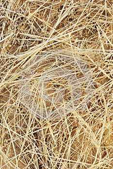 Detail of dry grass hay background