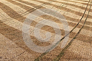 Detail of dry harvested agriculture field