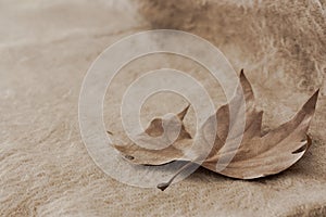 Detail of a dry leaf of autumn brown color light background