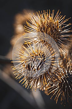 Detail of Dry Thistle Plant