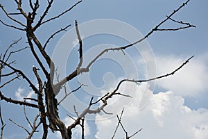 Detail of a dry tree