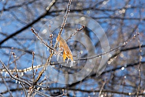 Detail of dry yellow maple leaf and new buds encased in ice after ice storm seen