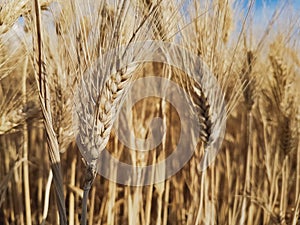 Detail of an ears of corn. photo