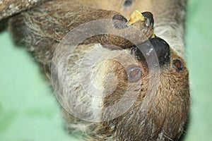Linne two-toed sloth