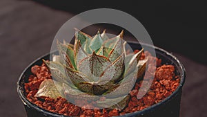 Detail of Echeveria purpusorum on dark background.