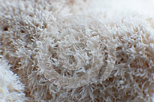 Detail edible Lion Mane Mushroom Hericium