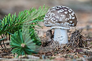 Detail of edible mushroom amanita spissa