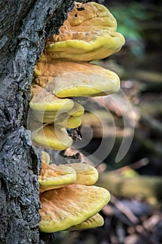 Detail of edible mushroom Laetiporus sulphureus