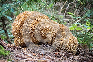 Detail of edible mushroom Sparassis crispa - cauliflower fungus