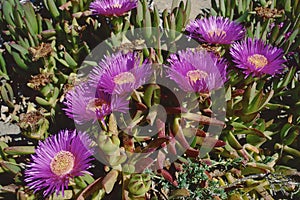 detail of Elands sour fig plant in blooming