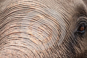 Detail of an elephant