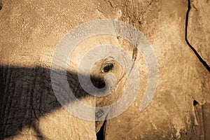 Detail of elephant head and eye dirty with cracked mud. Amboseli National Park, Kenya