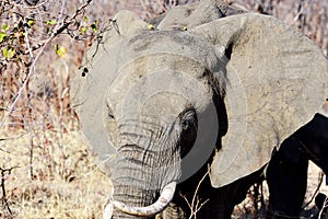 Detail of the elephant in the Kruger National Park