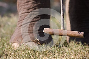 Detail on elephant polo game, elephant paws and ball, Thakurdwara, Bardia, Nepal
