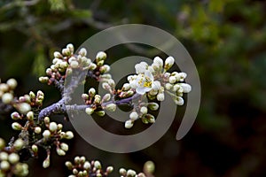 Detail of emerging flowers in spring on a Shohin Blackthorn Bonsai tree